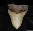 Huge Inch Megalodon Tooth #578-1